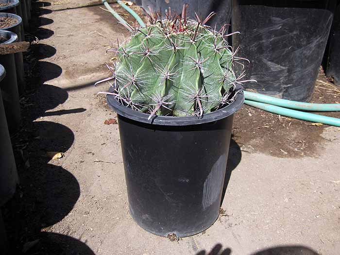 12 inch Ferocactus